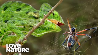 Chameleon vs Deadly OrbWeaver Spider [upl. by Skylar769]