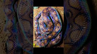 Rainbow boa constrictor Epicrates cenchriasnake [upl. by Leissam719]