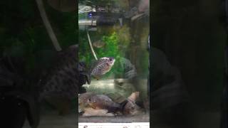 Pirana fish dancing on the song shorts ytshorts [upl. by Assirek877]