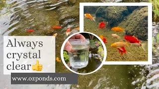 Crystal clear pond water Bog filter basics [upl. by Karrie644]