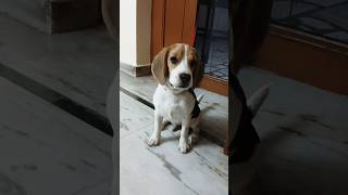 Beagle pup bark ytshorts beagle beaglepuppies viralvideo india trending beagledog shortsfeed [upl. by Weissmann]