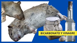 Cómo ELIMINAR RATAS con ⭐ BICARBONATO y VINAGRE ⭐ [upl. by Noslrac435]