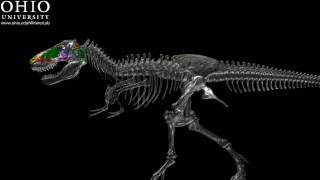 Dinosaur airheads  Tyrannosaurus  skeleton amp skull with brain and airspaces [upl. by Rasecoiluj]