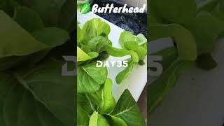 My first time growing 🥬butterhead vegan healthy [upl. by Enigroeg558]