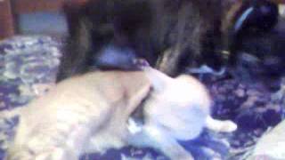 Cat gets raped by dog [upl. by Adlihtam664]