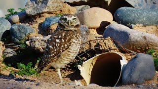 Burrowing Owls Keeping Safe [upl. by Jaimie]