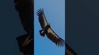 Meet California Condor 749 birds condors [upl. by Releyks]