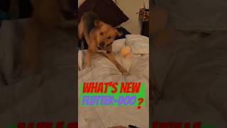 Whats New Flutter Doo ReUpload scoobydoo funnyanimal Beagle puppy flutterpie Parody [upl. by Nessnaj]