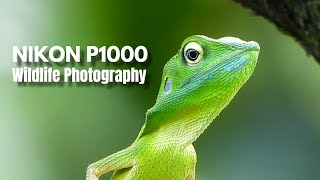 Nikon P1000 Wildlife Videos Photography [upl. by Webb]