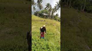 SPRAYING HERBICIDE 🌱 farming magsasaka buhaymagsasaka [upl. by Alia]