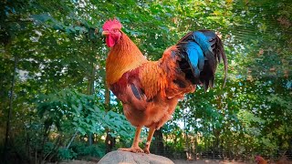 Rooster in the morning Rooster Crowing Wake Up Call [upl. by Yecaw]