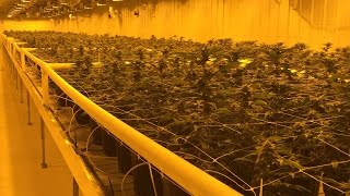 Take a tour of the Aurora Cannabis production facility in 4K [upl. by Nerac]