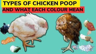 6 TYPES OF CHICKEN POOP amp WHAT EACH COLOR MEAN  Is it a DISEASE or NORMAL Find out in the video [upl. by Teddie]