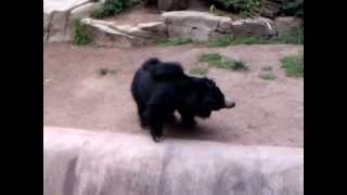 Sloth Bear Shaking back and forth at the San Diego Zoo [upl. by Ahsercul]