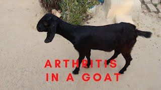 Arthritis in a Goat [upl. by Enahpad]