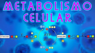 IPN  Metabolismo  Anabolismo y catabolismo [upl. by Ailenroc]