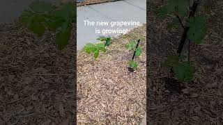 The new grapevine is growing like crazy garden gardening growyourownfoodhomestead [upl. by Bartholomeo]