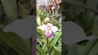 Phragmipedium Schlimii Orchid looks beautiful 🥰 Planting Fields Arboretum State Historic Park [upl. by Kacey]