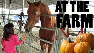 Petting ZOO at the Farm Feeding Horses and Goats  Learn Animal Names for Kids [upl. by Eniamirt]