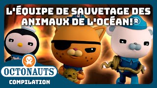 Octonauts  🐻‍❄️🐙 Léquipe de sauvetage des ANIMAUX de locéan ⛑️🛟  Compilation [upl. by Aracat89]