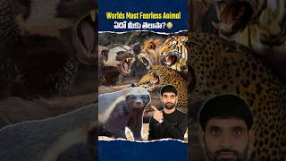 Worlds Most Fearless Animal ఇదేనట 😳 honeybadger shortsfeed shortsvideo shorts [upl. by Sinnylg]