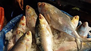 Tenualosa ilisha ইলিশ মাছ shotsonpro fish ilish viralvideo [upl. by Possing]