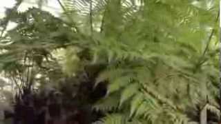 Bowdens  Tree Ferns  Chelsea Flower Show 2013 [upl. by Kirch]