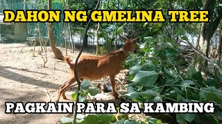 DAHON NG GMELINA PARA PAGKAIN NG ATING MGA KAMBING  BUHAYPROBINSYA  GOAT FARMING [upl. by Renny371]