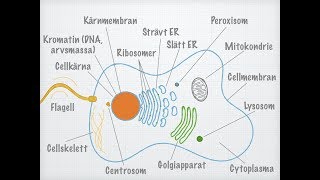 Den eukaryota cellens uppbyggnad [upl. by Roselane549]