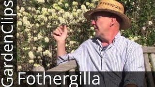 Fothergilla gardenii  Garden Fothergilla  How to grow Fothergilla [upl. by Petr]