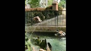 Mallard duck at Dorney Park June 2017 birds animals wildlife [upl. by Ashford885]