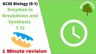 GCSE Biology 91 Enzymes in Breakdown and Synthesis EdexcelAQAOCR [upl. by Nomelihp]