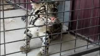 A baby clouded leopard at Timbavati Wildlife Park in Wisconsin Dells cries out [upl. by Alaet972]