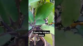 Pattharchatta plant to break kidney stones youtubeshorts plants home garden youtubeblogger [upl. by Erastatus]