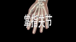 掌指关节 Metacarpophalangeal Joints [upl. by Akym]