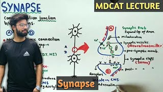 Synapse  NMDCAT 2021  Neurotransmitters [upl. by Aihsatsan]