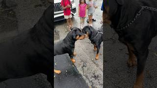 My Dog Hates Every Dog Until He Met This One Shorts Puppy [upl. by Yenar]