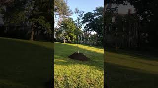 BRAND NEW TREE babytree newtree justplanted arborist park beautiful peace innocence nature [upl. by Rob]