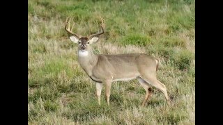 Please Dont Go  Tipps Whitetails Three Rivers Texas [upl. by Annelak]