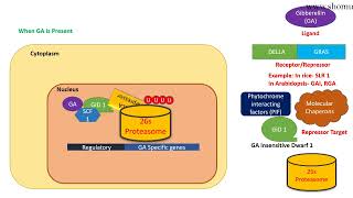 Gibberellin signaling pathway [upl. by Netta]