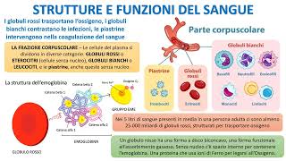 STRUTTURA E FUNZIONE DEL SANGUE [upl. by Yaluz360]