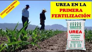 1ERA FERTILIZACION CUANTA UREA APLICAR  CULLTIVO DE MAIZ  CULTIVO EXITOSO  AGRONOMIA [upl. by Spanjian]