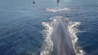 Swimming with Blue Whales in SriLanka  httpswwwfacebookcomRechargetours [upl. by Brand868]