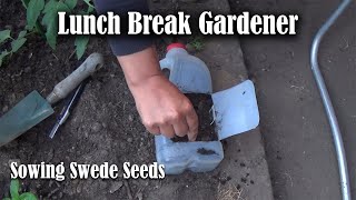 Sowing Swede Seeds  Growing Swede from Seeds  Lunch Break VLOG 05 [upl. by Hanas]