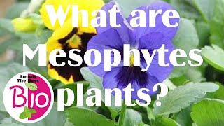 What are Mesophytes plants by Simply The Best BIO [upl. by Nillek]