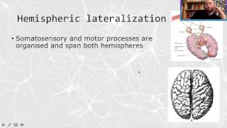 Biopsychology Lesson 5 Brain localisation and lateralisation [upl. by Piefer]