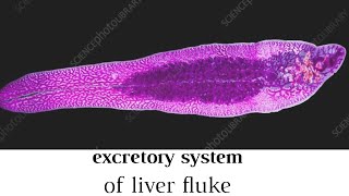 Excretory system of liver fluke [upl. by O'Driscoll]