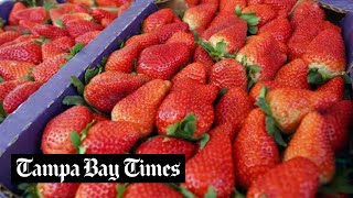 Florida Strawberry Festival guide what to do see and eat at the 2024 fair [upl. by Ballinger]