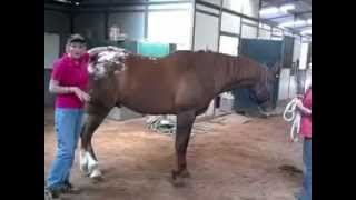 Sore Cranky or Lame Horse April Love  Holistic Horse Works LLC [upl. by Oderfodog]