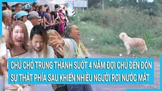 Chú chó trung thành suốt 4 năm đợi chủ đến đón sự thật phía sau khiến nhiều người rơi nước mắt [upl. by Orenid]